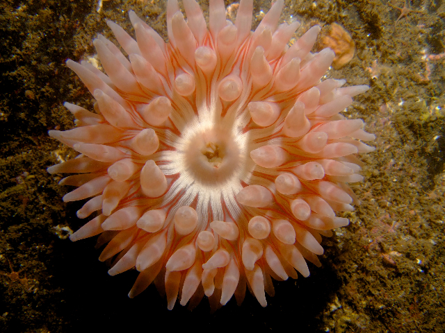 Anemone Gully, St Abbs - Tyneside BSAC 114