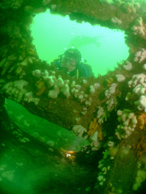 Rust and Fur - The Wreck of the SS Abyssinia and Longstone Wall ...